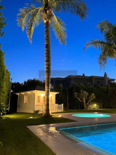 Giant palm trees